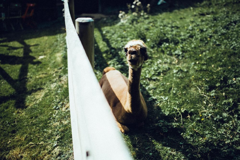 1001 Origami Kraniche auf der Scheunenhochzeit AmVieh-Theater / Schwindegg