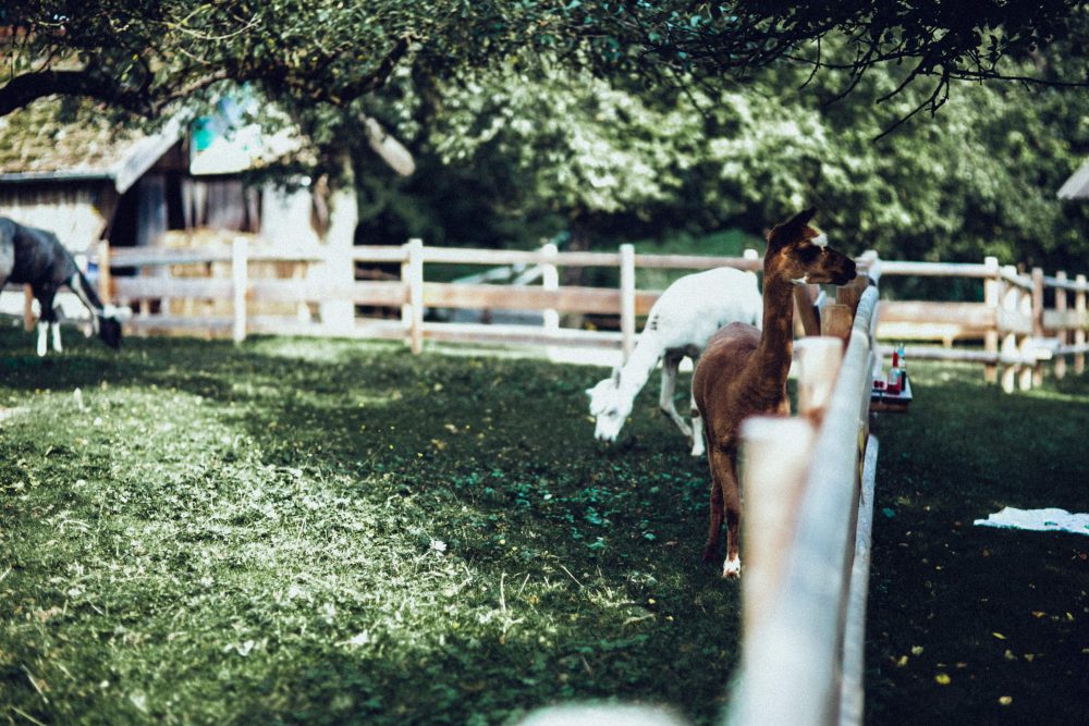 1001 Origami Kraniche auf der Scheunenhochzeit AmVieh-Theater / Schwindegg