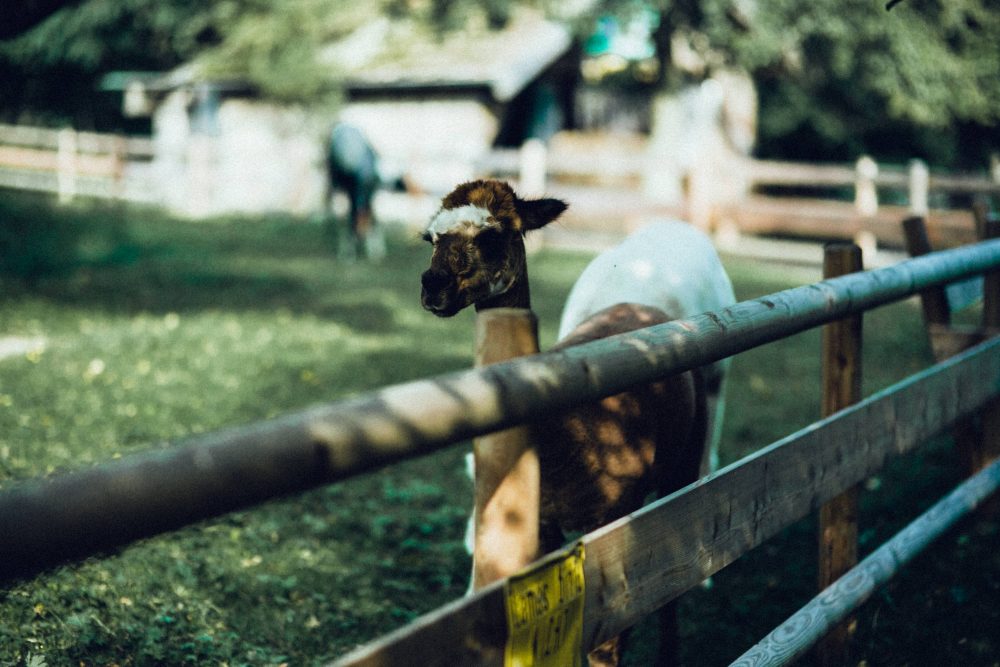 1001 Origami Kraniche auf der Scheunenhochzeit AmVieh-Theater / Schwindegg