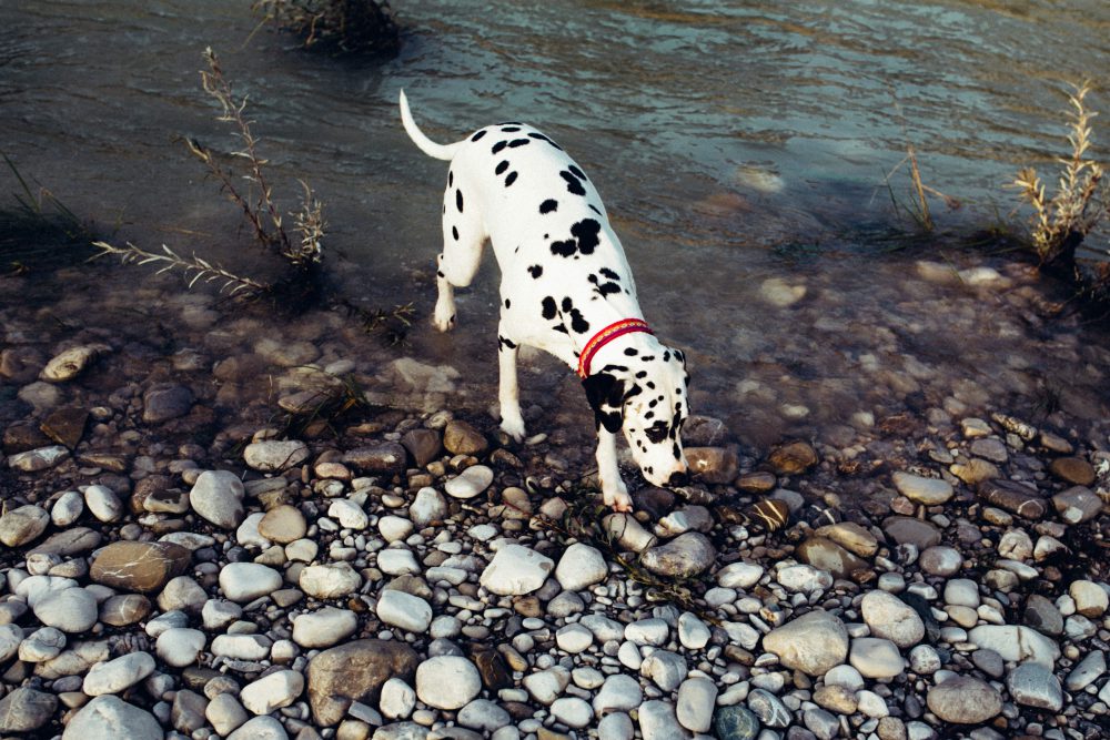 Babybauchshooting an der idyllischen Isar