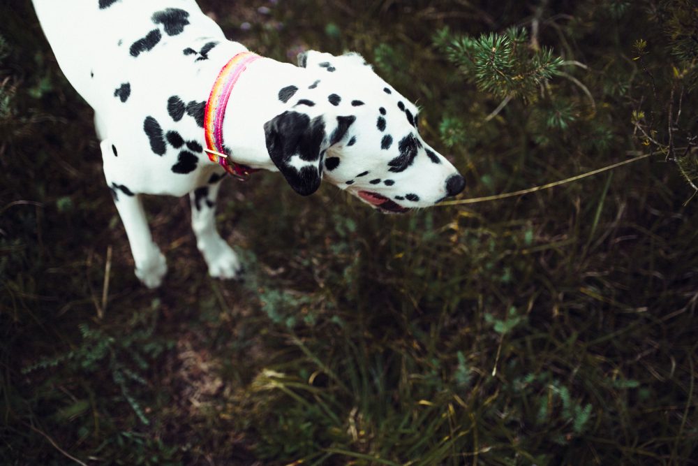 Babybauchshooting an der idyllischen Isar