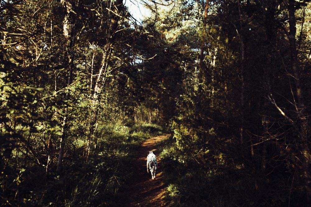 Babybauchshooting an der idyllischen Isar