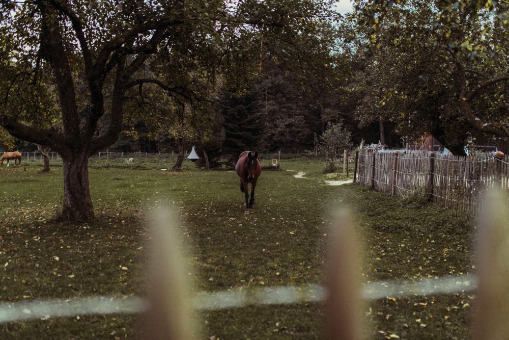 Freie Trauung im Garten der alten Tenne