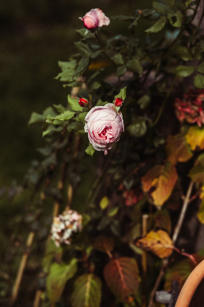 Freie Trauung im Garten der alten Tenne