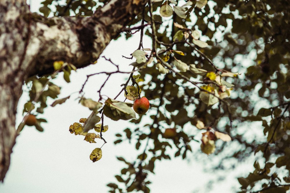 Freie Trauung im Garten der alten Tenne