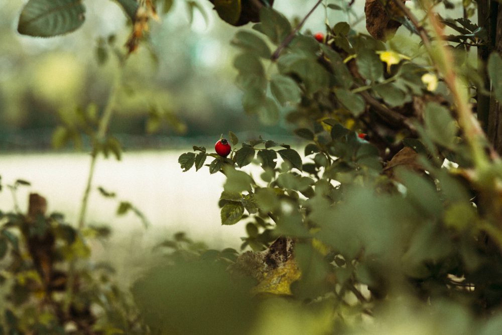 Freie Trauung im Garten der alten Tenne