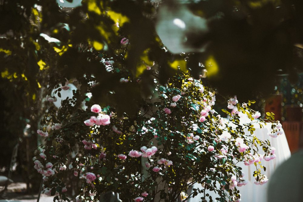 Sommerhochzeit in der Alten Gärtnerei