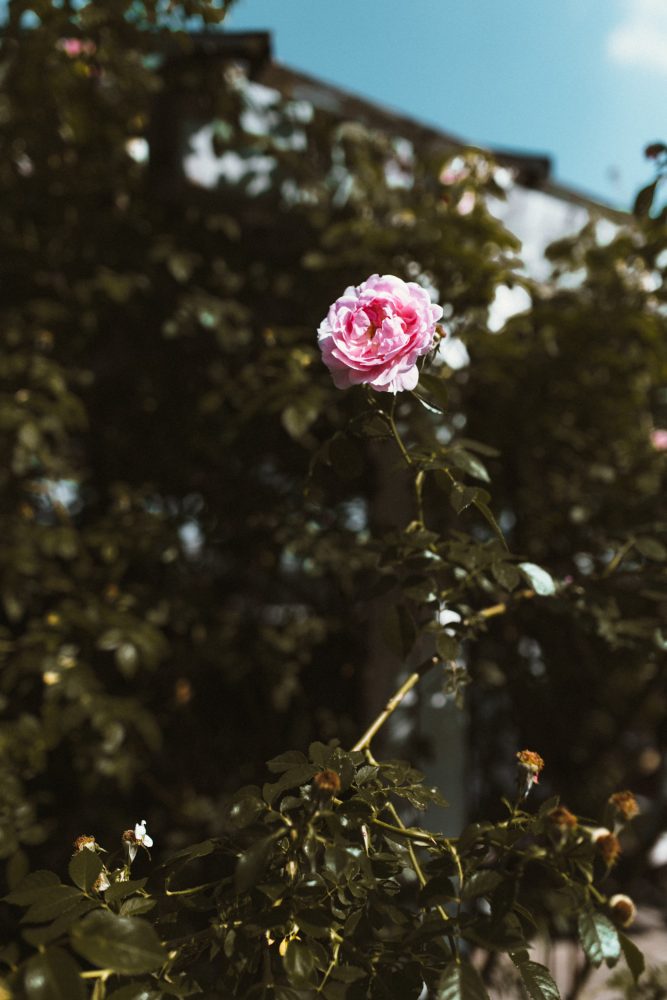 Sommerhochzeit in der Alten Gärtnerei