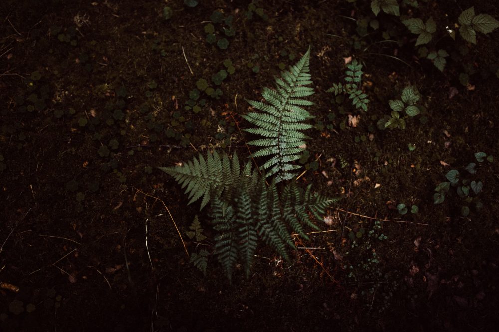 Sommerhochzeit in der Alten Gärtnerei