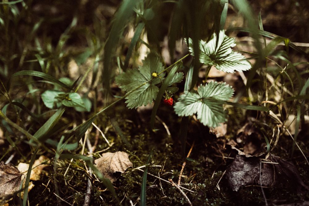 Sommerhochzeit in der Alten Gärtnerei