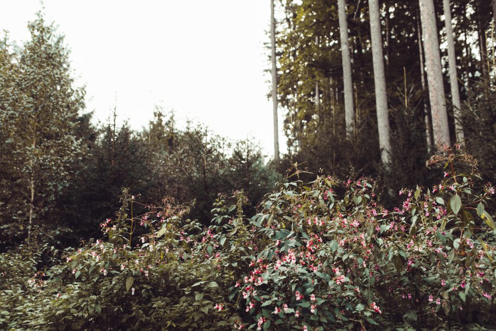 Das Shooting im Wald