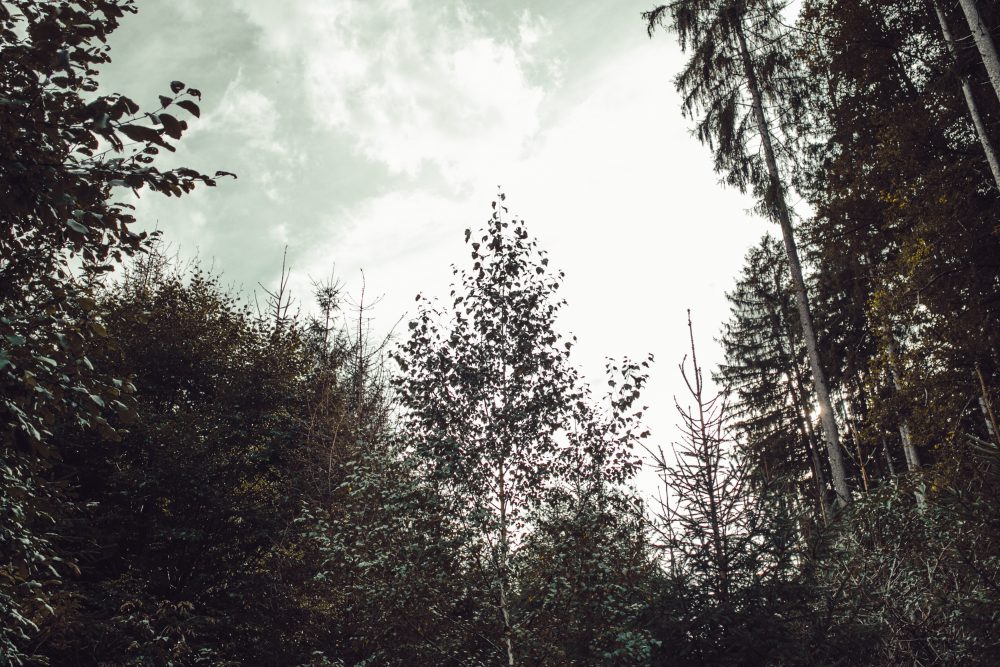 Das Shooting im Wald