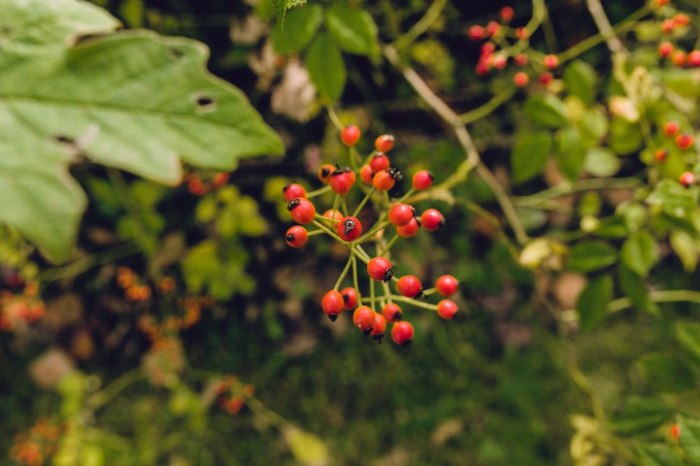 Herbsthochzeit auf Gut Aiterbach am Chiemsee
