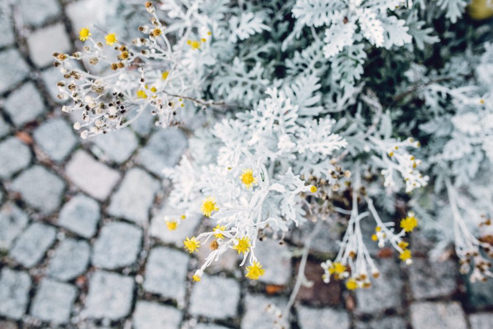 Herbsthochzeit auf Gut Aiterbach am Chiemsee