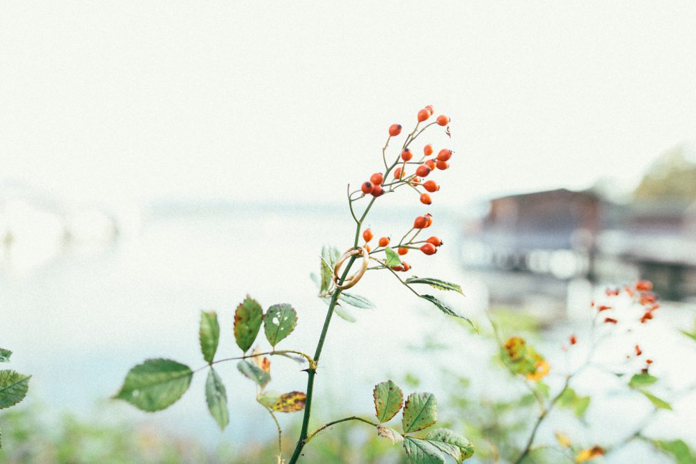 Herbsthochzeit auf Gut Aiterbach am Chiemsee
