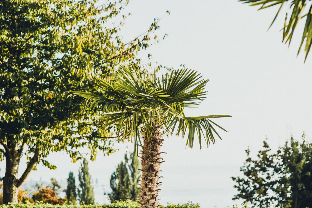 Hochzeitsreportage im Birnauer Oberhof am Bodensee