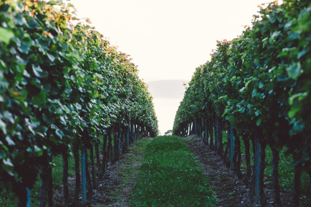 Hochzeitsreportage im Birnauer Oberhof am Bodensee