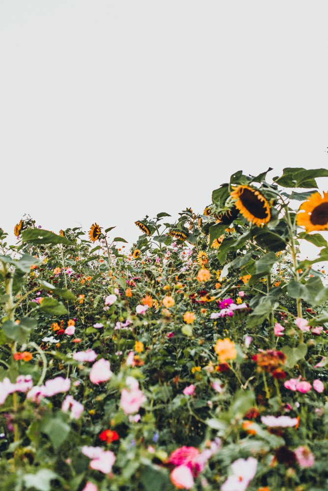 Hochzeitsreportage im Birnauer Oberhof am Bodensee