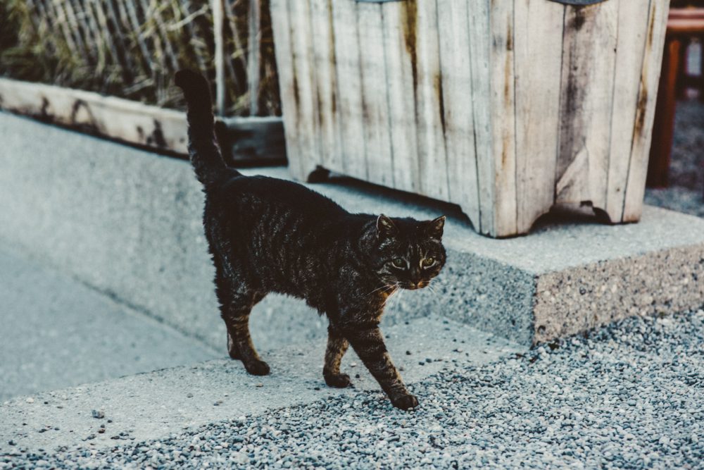 Rosenhochzeit im Räucherhäusl auf Gut Kaltenbrunn am Tegernsee
