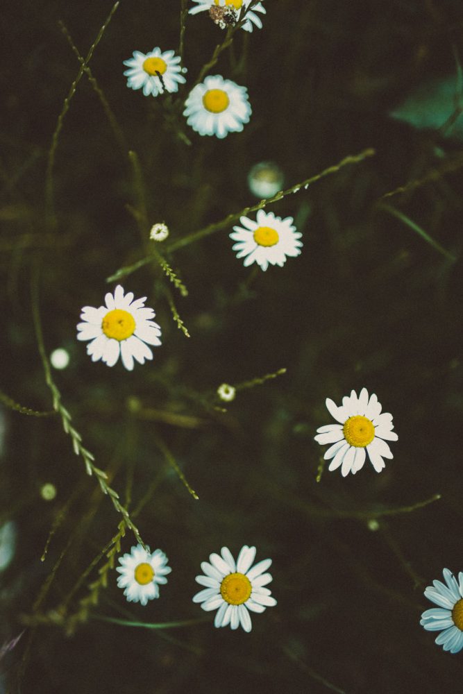 Rosenhochzeit im Räucherhäusl auf Gut Kaltenbrunn am Tegernsee