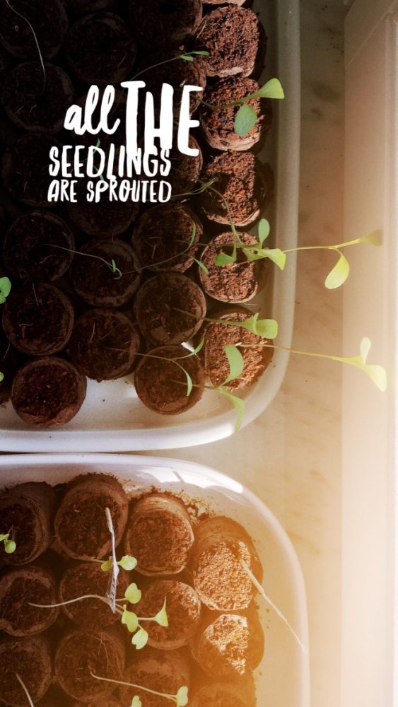 Wiese urbar machen / Kompost unterheben / Pflänzchen ziehen