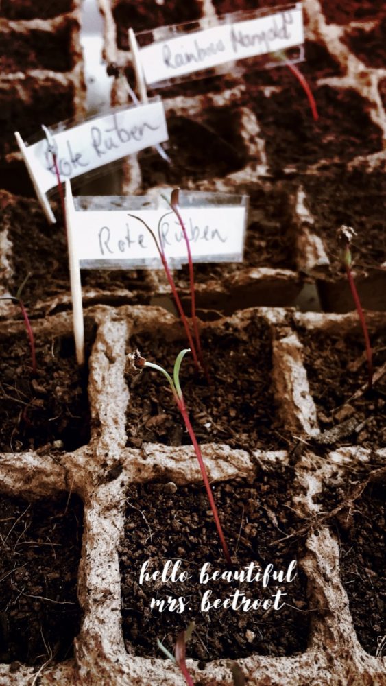 Wiese urbar machen / Kompost unterheben / Pflänzchen ziehen