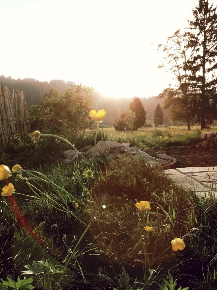 Wiese urbar machen / Kompost unterheben / Pflänzchen ziehen