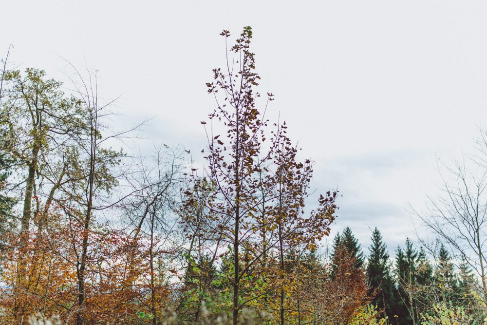 Wald Hochzeit im Allgäu