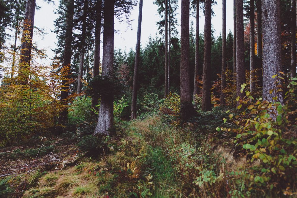 Wald Hochzeit im Allgäu