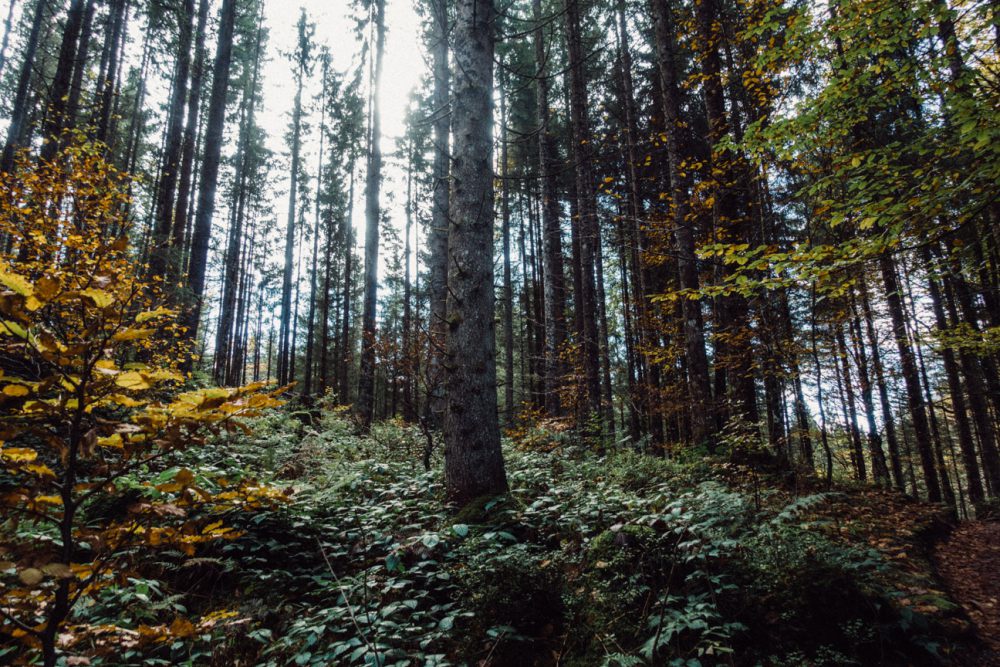 Ein Herbstspaziergang am Gunzesrieder Wasserfall