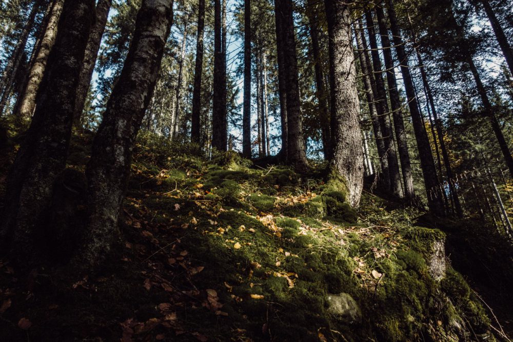 Ein Herbstspaziergang am Gunzesrieder Wasserfall