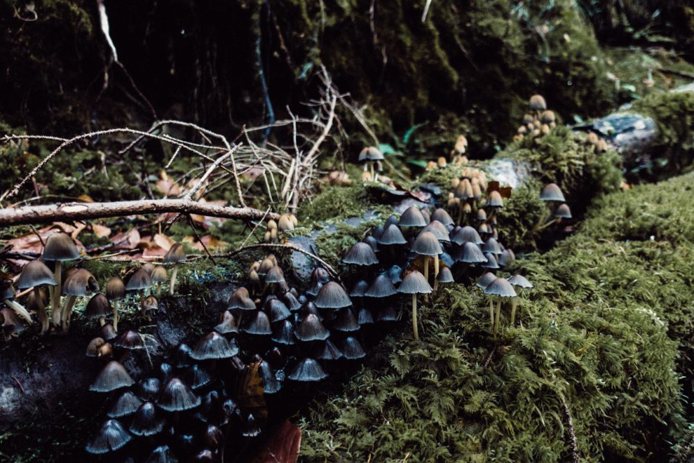 Ein Herbstspaziergang am Gunzesrieder Wasserfall