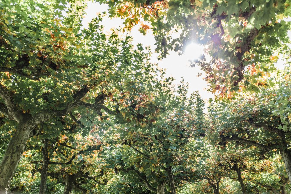 Standesamtliche Trauung auf der Herreninsel im Chiemsee
