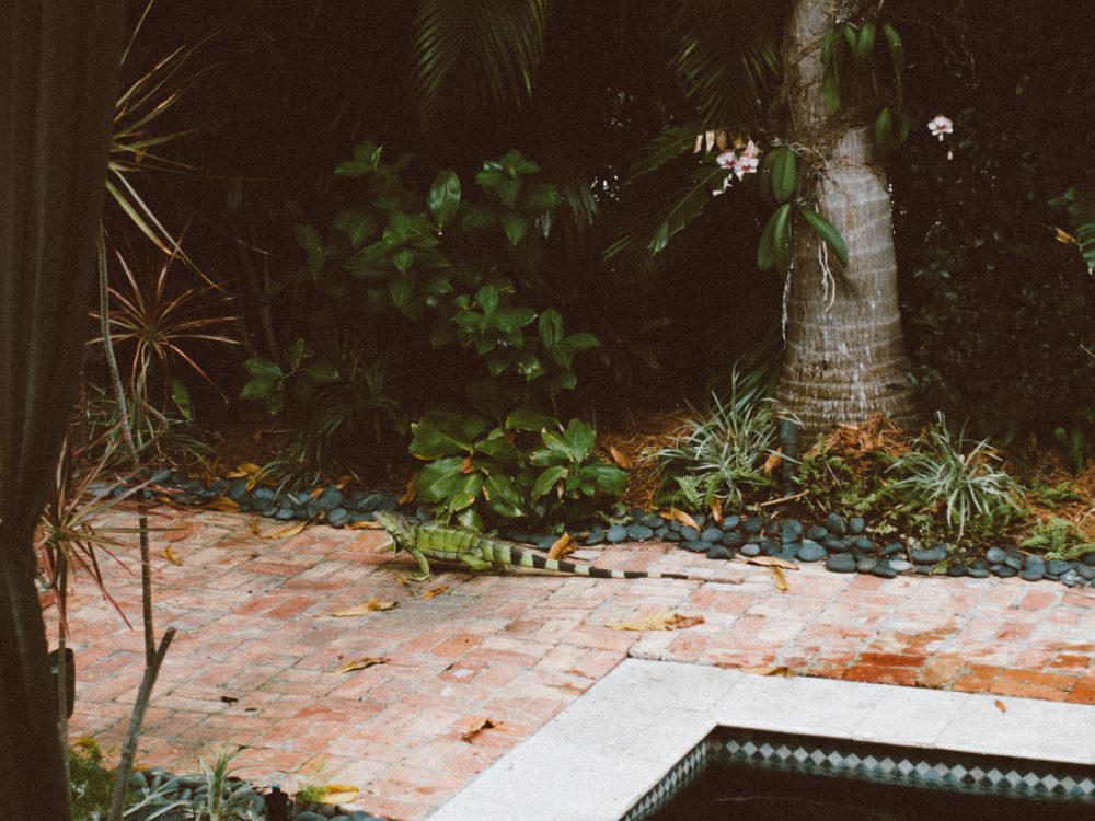 KEY WEST: a perfect, lazy pool day in paradise